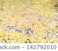 A carpet of golden ginkgo leaves — the colors of autumn 142792010