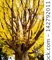 A golden ginkgo tree — the breath of autumn 142792011
