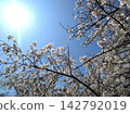 Cherry blossoms in full bloom, a blue sky, and spring sunshine. 142792019