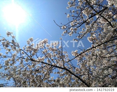 Cherry blossoms in full bloom, a blue sky, and spring sunshine. Cherry blossoms in full bloom, a blue sky, and spring sunshine. 142792019