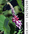Kudzu flowers 142792298