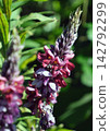 Kudzu flowers 142792299