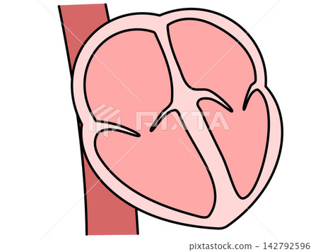 Illustration of the heart Illustration of the heart 142792596