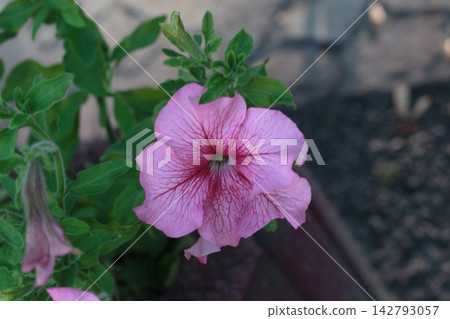 Pink Petunia Flower with Veined Petals and Fresh Green Leaves Pink Petunia Flower with Veined Petals and Fresh Green Leaves 142793057