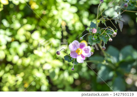 日本銀蓮花(Anemone hupehensis)-秋季花卉,九月-圖片 日本銀蓮花(Anemone hupehensis)-秋季花卉,九月-圖片 142793119