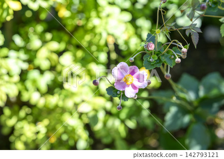 日本銀蓮花（Anemone hupehensis）－秋季花卉，九月－圖片 142793121