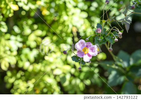 日本銀蓮花(Anemone hupehensis)-秋季花卉,九月-圖片 日本銀蓮花(Anemone hupehensis)-秋季花卉,九月-圖片 142793122