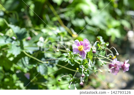 日本銀蓮花(Anemone hupehensis)-秋季花卉,九月-圖片 日本銀蓮花(Anemone hupehensis)-秋季花卉,九月-圖片 142793126