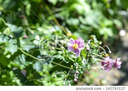 日本銀蓮花(Anemone hupehensis)-秋季花卉,九月-圖片 日本銀蓮花(Anemone hupehensis)-秋季花卉,九月-圖片 142793127