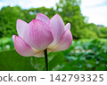 lotus flower in the blue sky 142793325