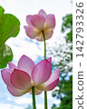 Landscape with lotus flowers 142793326