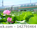 高崎線和蓮花 142793464