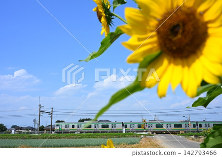 Takasaki Line and sunflowers Takasaki Line and sunflowers 142793466
