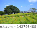 向日葵盛開在萬壽菊山坡上 142793488