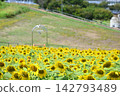 向日葵盛開在萬壽菊山坡上 142793489