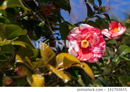 A close-up of a camellia flower blooming in red and white. A close-up of a camellia flower blooming in red and white. 142793655