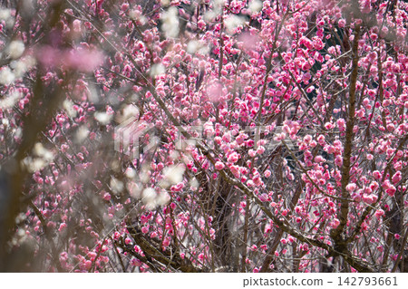 The vibrant red plum blossoms adorn the plum grove in spring. The vibrant red plum blossoms adorn the plum grove in spring. 142793661