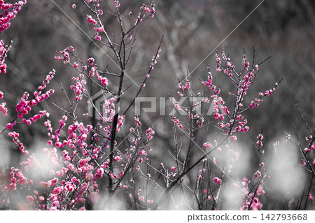 Selective color with only pink plum blossoms against a monochrome background. 142793668