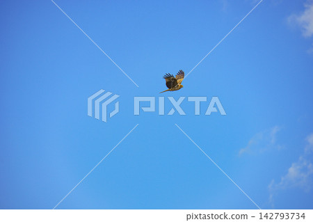 A kite soaring high in the vast blue sky. A kite soaring high in the vast blue sky. 142793734