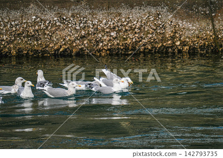 A flock of seagulls gathers on the stone bank and swims on the water's surface. A flock of seagulls gathers on the stone bank and swims on the water's surface. 142793735
