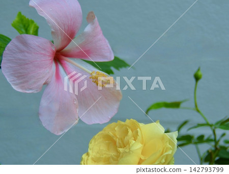 The garden has become lively. The garden has become lively. 142793799