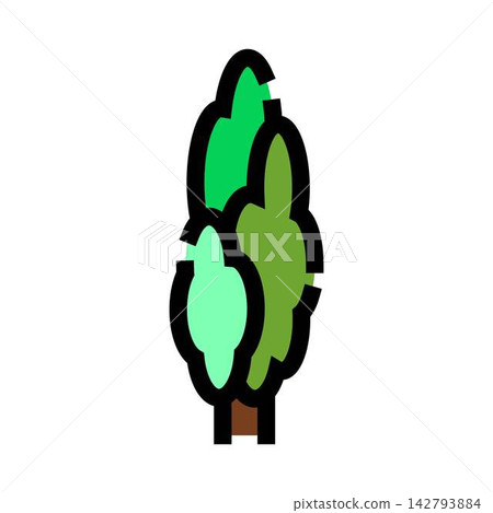 Evergreen cypress tree plant isolated icon illustration Evergreen cypress tree plant isolated icon illustration 142793884