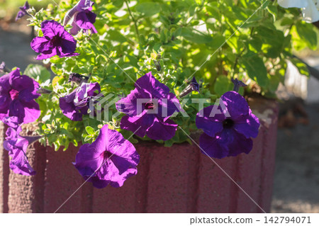 Vibrant Purple Petunia Flowers Blooming in Street Planter Vibrant Purple Petunia Flowers Blooming in Street Planter 142794071