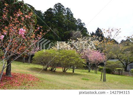 靜峰故鄉公園雙櫻花祭 #46 靜峰故鄉公園雙櫻花祭 #46 142794315
