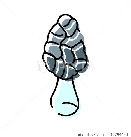 Morel mushroom fungi drawing wild gourmet ingredient Morel mushroom fungi drawing wild gourmet ingredient 142794493