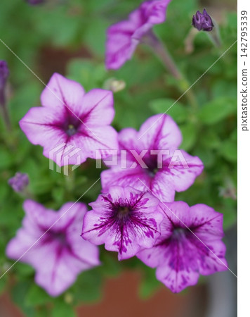 紫色矮牽牛花 紫色矮牽牛花 142795339