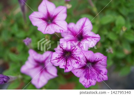 紫色矮牽牛花 紫色矮牽牛花 142795340