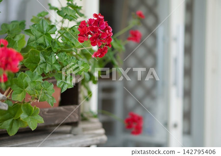 Red geranium Red geranium 142795406