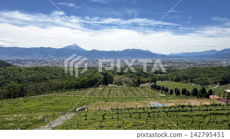 山梨縣美麗的葡萄園景觀,可欣賞富士山和甲府盆地的全景。 山梨縣美麗的葡萄園景觀,可欣賞富士山和甲府盆地的全景。 142795451