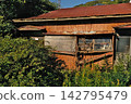 Row houses overgrown with weeds and trees, abandoned for many years; vacant houses/dilapidated buildings 142795479