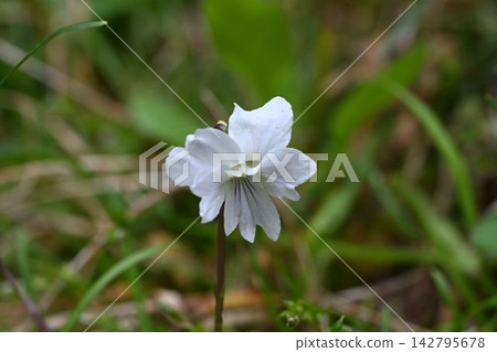 我在箕面看到了美麗的白色重瓣堇菜(Viola mandshurica)。 我在箕面看到了美麗的白色重瓣堇菜(Viola mandshurica)。 142795678