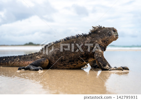 Marine iguana on the sandy shores of Isabela Island, Galapagos Archipelago, Ecuador Marine iguana on the sandy shores of Isabela Island, Galapagos Archipelago, Ecuador 142795931