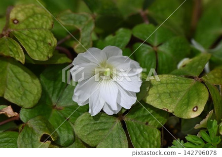 重瓣酢漿草(Oxalis acetosella)是一種美麗的白色花卉,生長於日本的山野之中。 重瓣酢漿草(Oxalis acetosella)是一種美麗的白色花卉,生長於日本的山野之中。 142796078