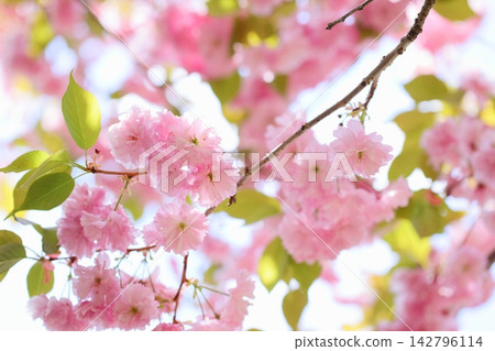 盛開的粉紅重瓣櫻花。 盛開的粉紅重瓣櫻花。 142796114
