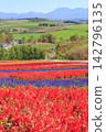 The flower fields of Biei are painted in rainbow colors. 142796135