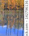 Autumn leaves and dead trees reflected on the blue surface of the water. 142796136