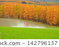Autumn rural scenery: larch forest with autumn foliage and tractor work. 142796137