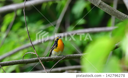 一隻水仙花霸鶲在樹枝上鳴叫 一隻水仙花霸鶲在樹枝上鳴叫 142796278