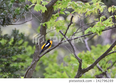 A narcissus flycatcher sings with a beautiful voice. A narcissus flycatcher sings with a beautiful voice. 142796289
