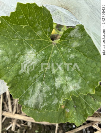 這是一張顯示植物葉片上白粉症狀的照片。 142796423