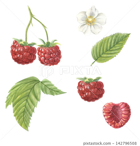 Raspberry set, whole and half berry, leaves, flower. Hand-painted watercolor illustration isolated on white for food packaging, tea, jam, desserts, drinks, branding, stickers, cards, recipes, designs Raspberry set, whole and half berry, leaves, flower. Hand-painted watercolor illustration isolated on white for food packaging, tea, jam, desserts, drinks, branding, stickers, cards, recipes, designs 142796508