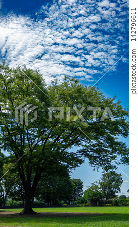 夏日晴空下，野毛山公園鬱鬱蔥蔥的草坪和人行橋盡收眼底（神奈川縣橫濱市中區） 142796611