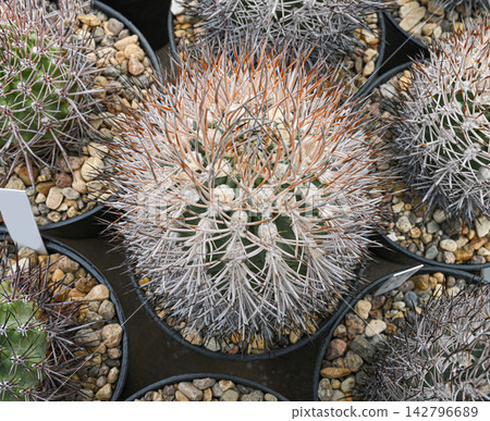 Islaya cactus is a brevicylindrica, densely covered with divergent thorns 142796689