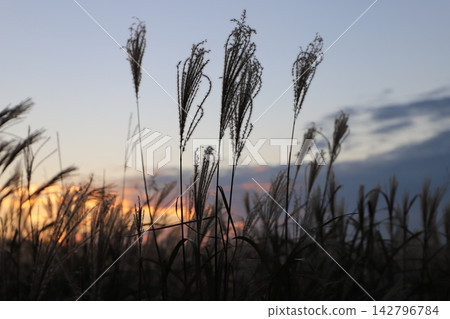 Kabuto-iwa Observatory (Aso City, Kumamoto Prefecture) - Sunset and pampas grass Kabuto-iwa Observatory (Aso City, Kumamoto Prefecture) - Sunset and pampas grass 142796784