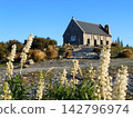The church in Tekapo, where lupines are in full bloom. 142796974