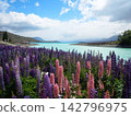 Lupines in full bloom at Lake Tekapo 142796975